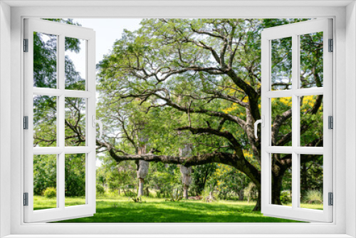 Fototapeta Naklejka Na Ścianę Okno 3D - Arbol grande en un campo