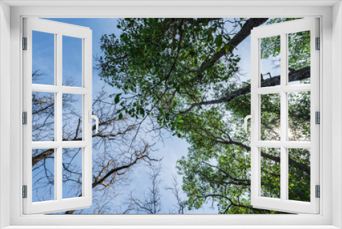 Fototapeta Naklejka Na Ścianę Okno 3D - worm eye view with the trees and blue sky background.