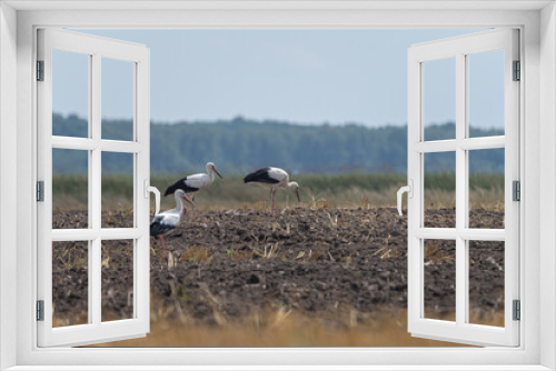 Fototapeta Naklejka Na Ścianę Okno 3D - Ciconia ciconia walks through a plowed field.