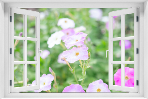 Fototapeta Naklejka Na Ścianę Okno 3D - Delicate blurred summer floral background. White and pink petunia flowers with green leaves.