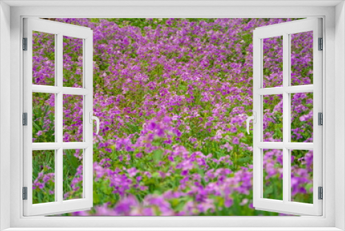 Fototapeta Naklejka Na Ścianę Okno 3D - 春に咲く美しい紫色のカタクリの花