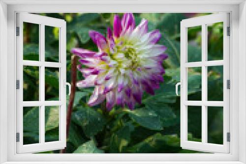 Fototapeta Naklejka Na Ścianę Okno 3D - Pink and White Dahlia in Bloom