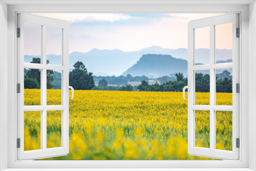 Fototapeta Naklejka Na Ścianę Okno 3D - nature landscape outdoor meadow field of yellow flower in summer, beautiful blossom green grass plant background with blue sky, countryside land in spring season