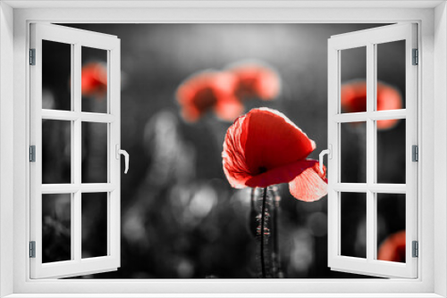 Fototapeta Naklejka Na Ścianę Okno 3D - wild poppy field - Armistice or Remembrance day background