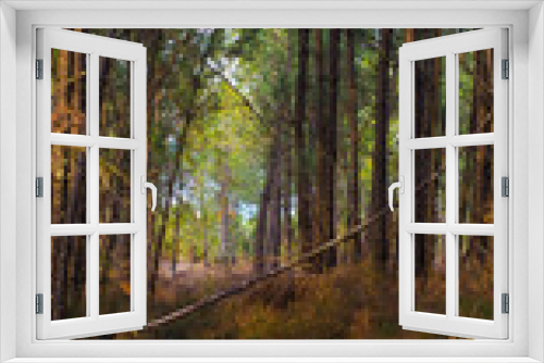 Fototapeta Naklejka Na Ścianę Okno 3D - Paysage forestier observé entre les rangées de pins landais, pendant l'heure dorée