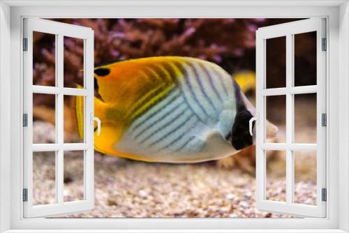 Fototapeta Naklejka Na Ścianę Okno 3D - Threadfin butterflyfish Chaetodon auriga fish underwater in sea