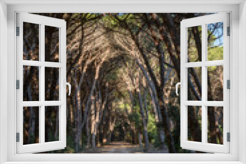 Fototapeta Naklejka Na Ścianę Okno 3D - path in the oldgrown pine forest of Feniglia, Tuscany