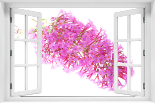Fototapeta Naklejka Na Ścianę Okno 3D - pink fower on white background