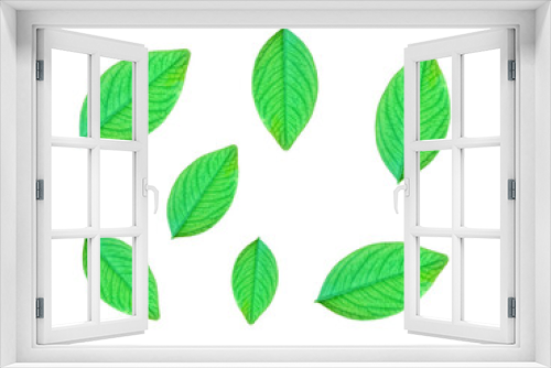 Fototapeta Naklejka Na Ścianę Okno 3D - green leaves isolated on white