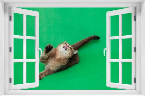 Fototapeta Naklejka Na Ścianę Okno 3D - Funny british cat plays on a green background. A cat with an open mouth and tongue. Chroma key.