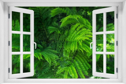 Fototapeta Naklejka Na Ścianę Okno 3D - Hojas verdes del árbol Jacaranda. Enfoque selectivo. Vista de frente y de cerca. Macro