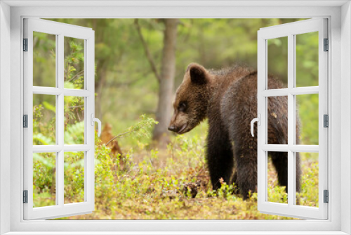 Fototapeta Naklejka Na Ścianę Okno 3D - Close up of a cute small Eurasian Brown bear in a forest