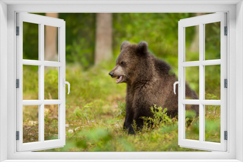 Fototapeta Naklejka Na Ścianę Okno 3D - Close up of an Eurasian brown bear cub in boreal forest
