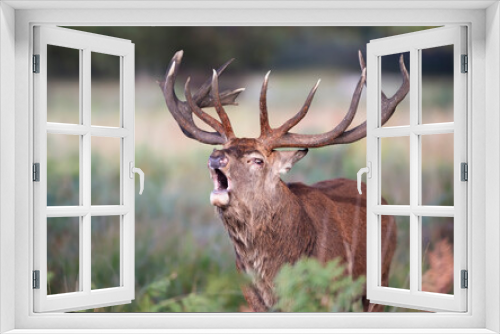 Fototapeta Naklejka Na Ścianę Okno 3D - Portrait of a red deer stag calling