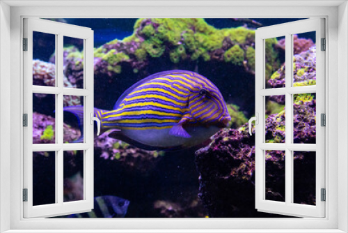 Fototapeta Naklejka Na Ścianę Okno 3D - Acanthurus lineatus fish