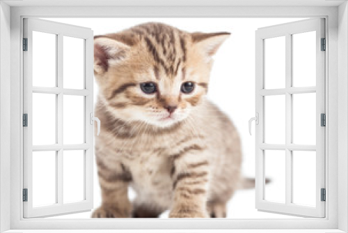 Fototapeta Naklejka Na Ścianę Okno 3D - funny Scottish british kitten on floor