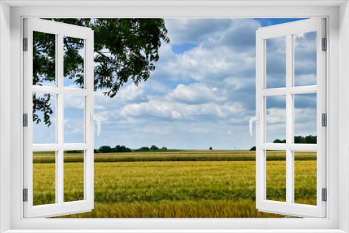 Fototapeta Naklejka Na Ścianę Okno 3D - Zboża na polach upraw. Widok na obszary wiejskie w okresie lata. 