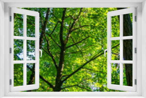 Fototapeta Naklejka Na Ścianę Okno 3D - Green Leaves And Branches