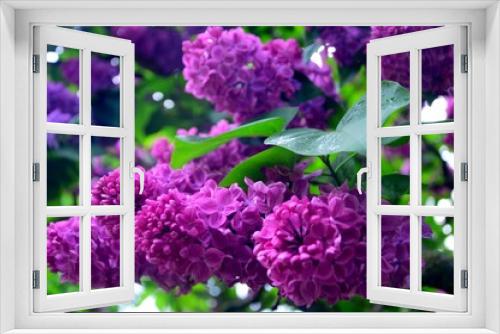 Fototapeta Naklejka Na Ścianę Okno 3D - flower, spring, blossom, nature, plant, tree, flowers