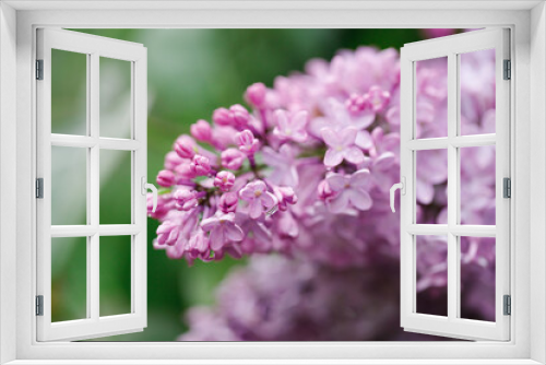 Fototapeta Naklejka Na Ścianę Okno 3D - Blooming purple lilac flowers in the spring.
