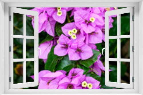 Fototapeta Naklejka Na Ścianę Okno 3D - Violette Blüten