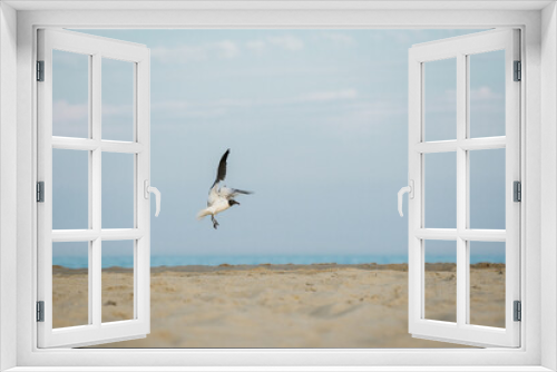 Fototapeta Naklejka Na Ścianę Okno 3D - seagull landing on the beach