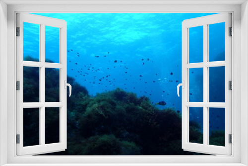 Fototapeta Naklejka Na Ścianę Okno 3D - Scuba Diving