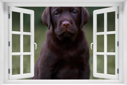 Fototapeta Naklejka Na Ścianę Okno 3D - chocolate labrador retriever  puppy sitting in the grass in the park