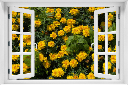 Fototapeta Naklejka Na Ścianę Okno 3D - Banner with marigold yellow flowers on garden bed in park. Plant called Tagetes