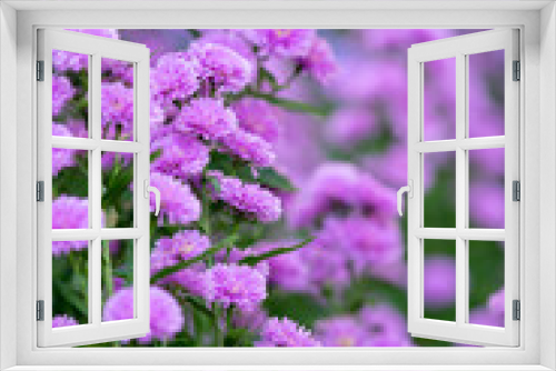 Fototapeta Naklejka Na Ścianę Okno 3D - Close up purple Marguerite flowers blooming in the garden, purple flower field