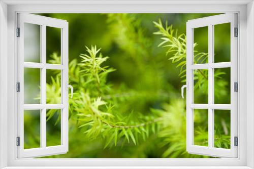 Fototapeta Naklejka Na Ścianę Okno 3D - close up of a plant
