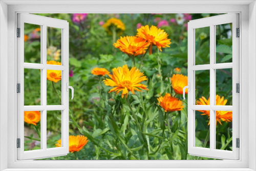 Fototapeta Naklejka Na Ścianę Okno 3D - Blooming orange calendula (Lat. Calendula officinalis) on a flower bed in a summer garden