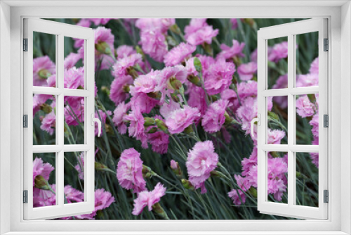 Fototapeta Naklejka Na Ścianę Okno 3D - Pink garden pink flowers