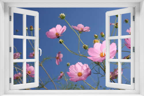 Fototapeta Naklejka Na Ścianę Okno 3D - Pink cosmos and the blue sky
