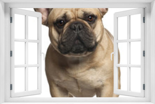Fototapeta Naklejka Na Ścianę Okno 3D - French Bulldog standing against white background