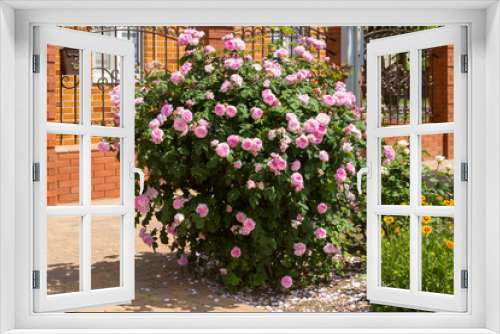 Fototapeta Naklejka Na Ścianę Okno 3D - Beautiful bush of blooming pink rose in the garden at home on a summer day.