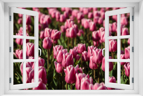 Fototapeta Naklejka Na Ścianę Okno 3D - Spring background with pink tulips flowers. beautiful blossom tulips field. spring time. banner, copy space