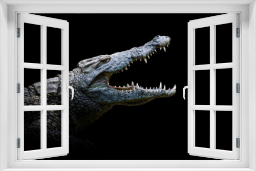 Fototapeta Naklejka Na Ścianę Okno 3D - Close crocodile portrait on black background