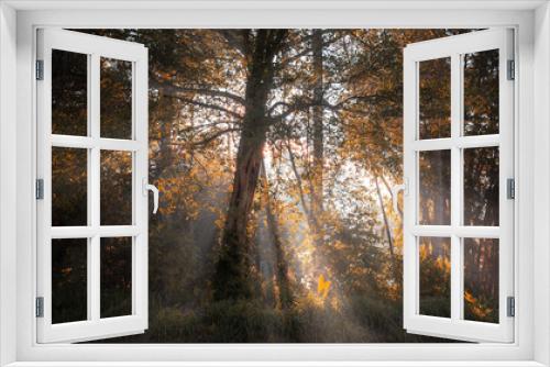 Fototapeta Naklejka Na Ścianę Okno 3D - autumn in forest