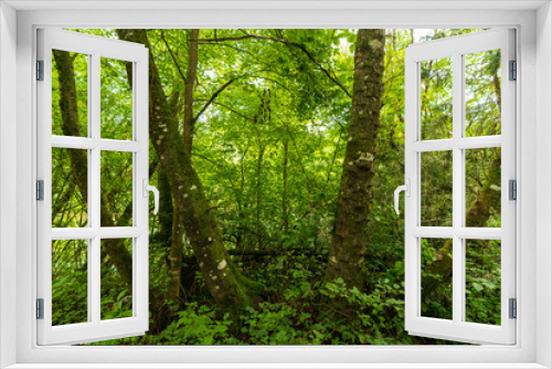 Fototapeta Naklejka Na Ścianę Okno 3D - Wald mit Buchen