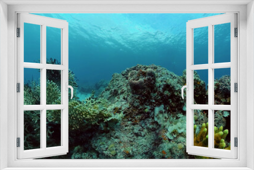 Fototapeta Naklejka Na Ścianę Okno 3D - Underwater sea fish. Tropical fishes and coral reef underwater. Philippines.