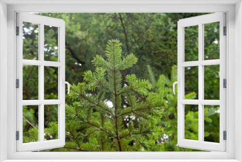 Fototapeta Naklejka Na Ścianę Okno 3D - Silver fir green foliage