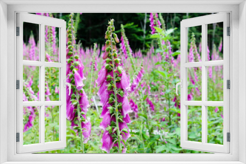 Fototapeta Naklejka Na Ścianę Okno 3D - Roter Fingerhut (Digitalis purpurea)
