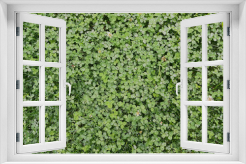 Fototapeta Naklejka Na Ścianę Okno 3D - Trifolium repens L.