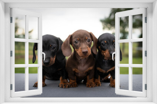 Fototapeta Naklejka Na Ścianę Okno 3D - Three little and cute puppies dachshund 