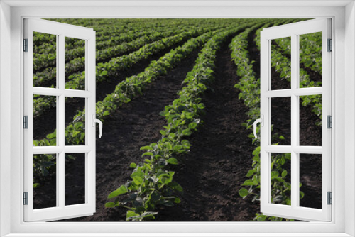 Fototapeta Naklejka Na Ścianę Okno 3D - Agriculture, green cultivated soybean plants in field, late spring or early summer