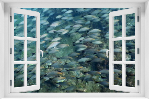 Fototapeta Naklejka Na Ścianę Okno 3D - Costa Rica pacific sea life