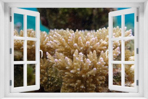 Fototapeta Naklejka Na Ścianę Okno 3D - coraux dans le lagon de moorea -  polynesie francaise