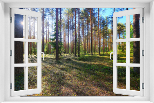 Fototapeta Naklejka Na Ścianę Okno 3D - sunny summer day in green park, beautiful landscape trees background
