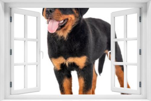 Fototapeta Naklejka Na Ścianę Okno 3D - puppy rottweiler in studio